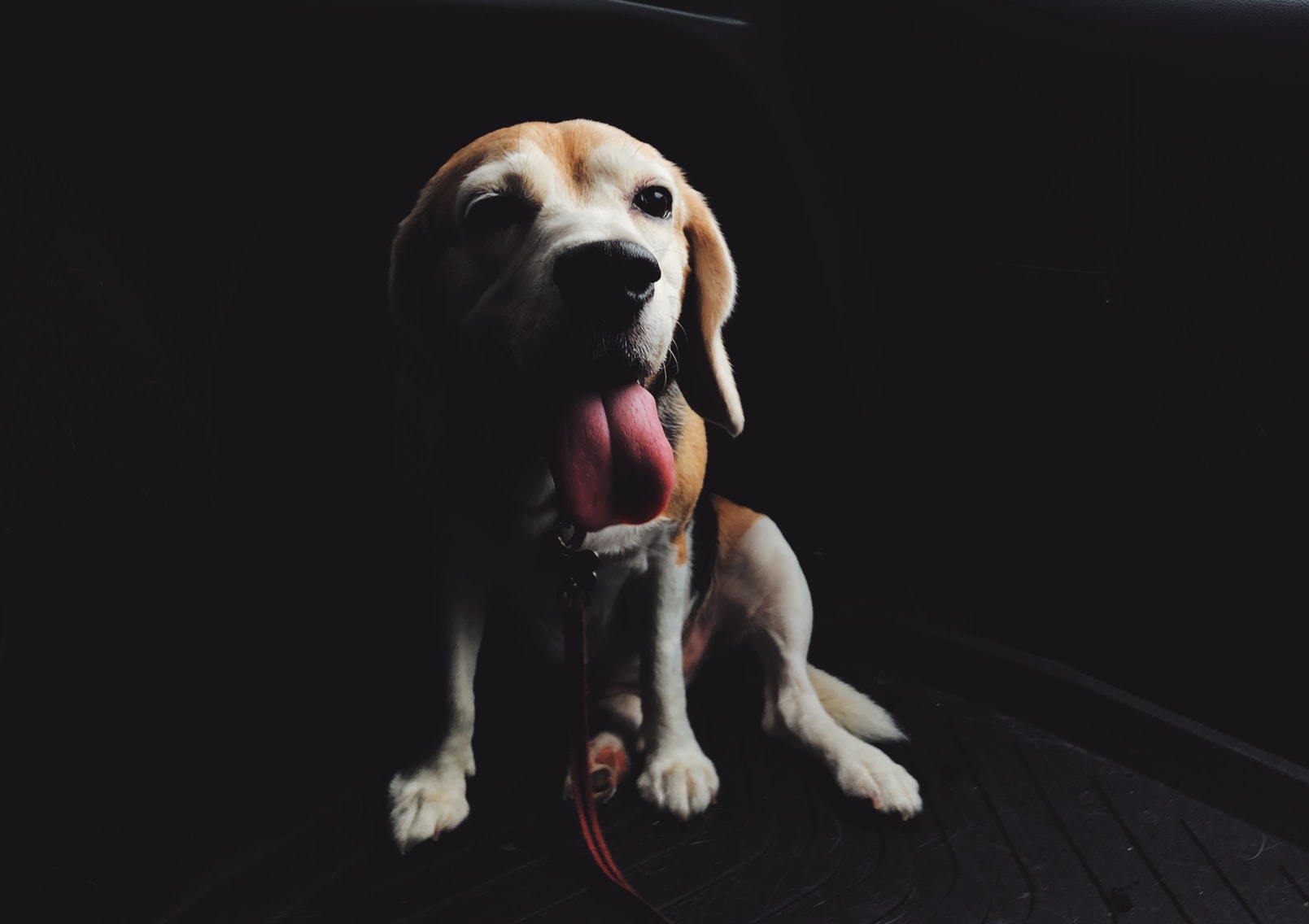 A Beagle sitting in a dark place while sticking its tongue out