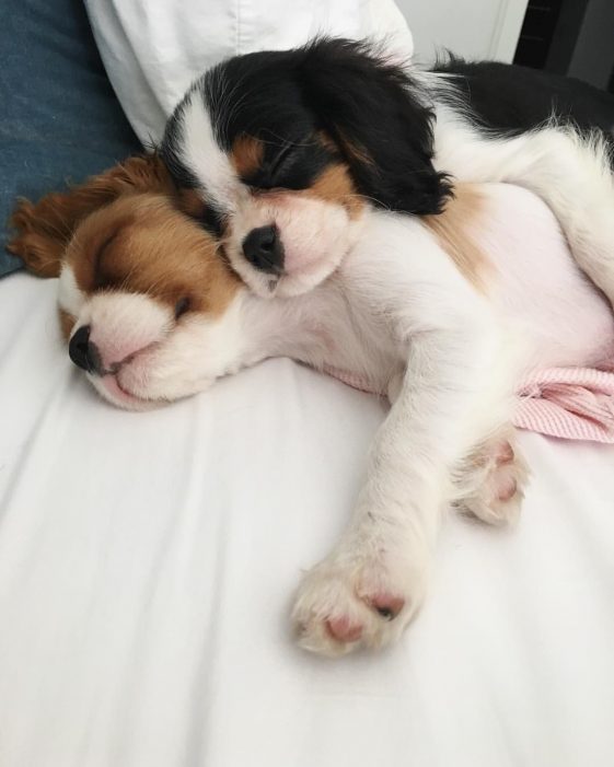 two cavalier king charles spaniel sleeping soundly