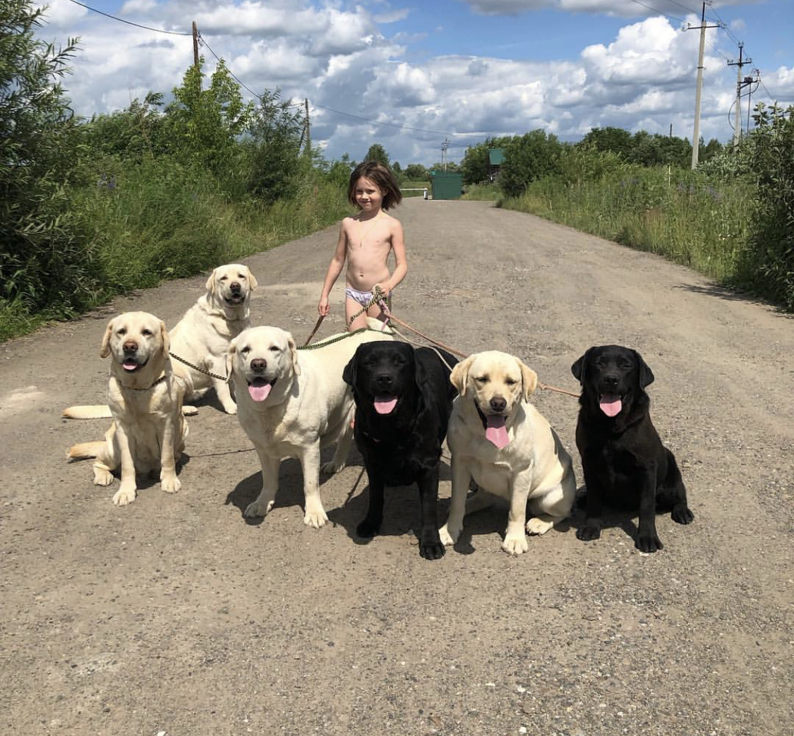 a young boy holding the leash while standing behind the six Labrador Retrievers on the road