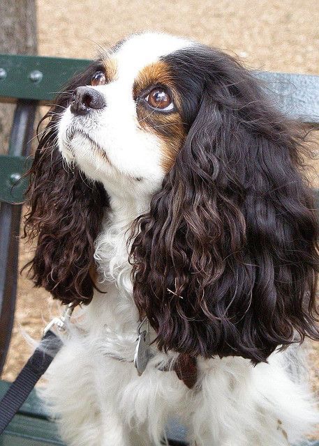 cavalier king charles spaniel with long hair