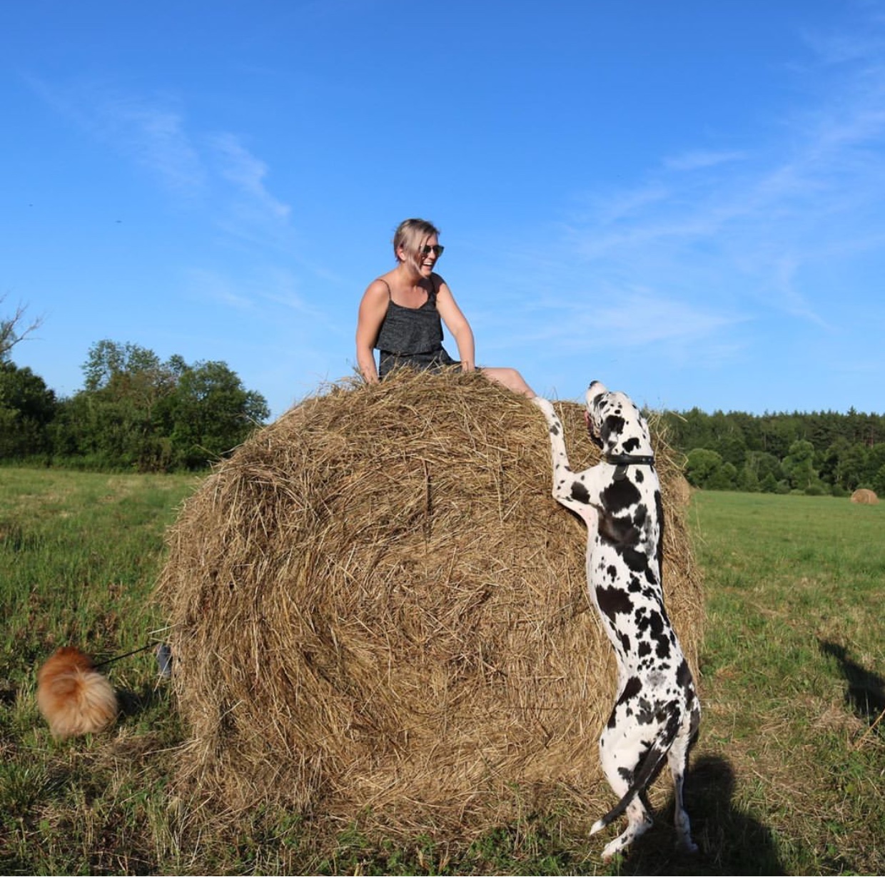 Great Dane standing up reaching at the woman on top of a large bale of hay in the field