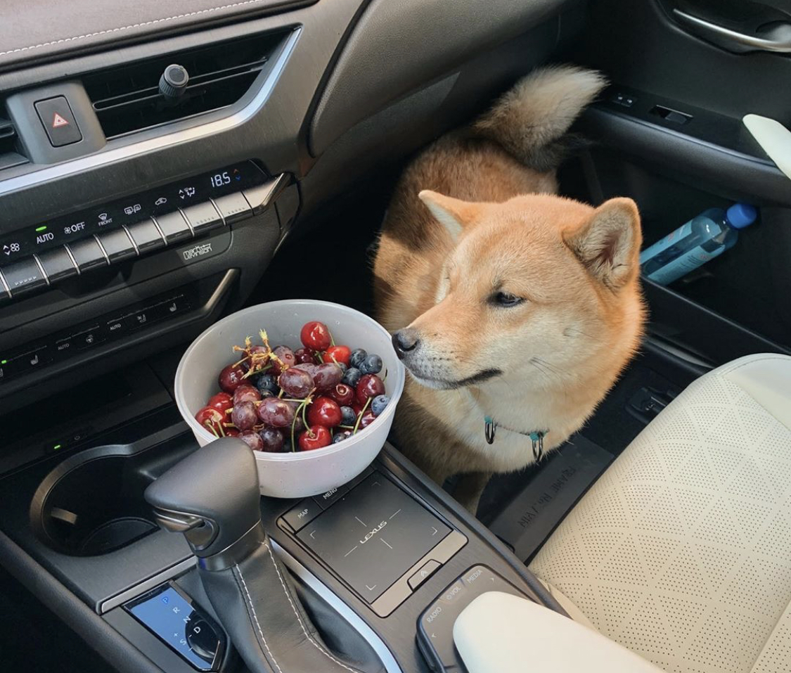 A Shiba Inu sitting on the passenger seat while smelling the berries in the bowl next to him