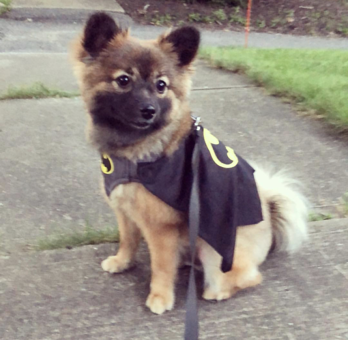 Pom Shepherd wearing a batman costume while sitting on the concrete pathway