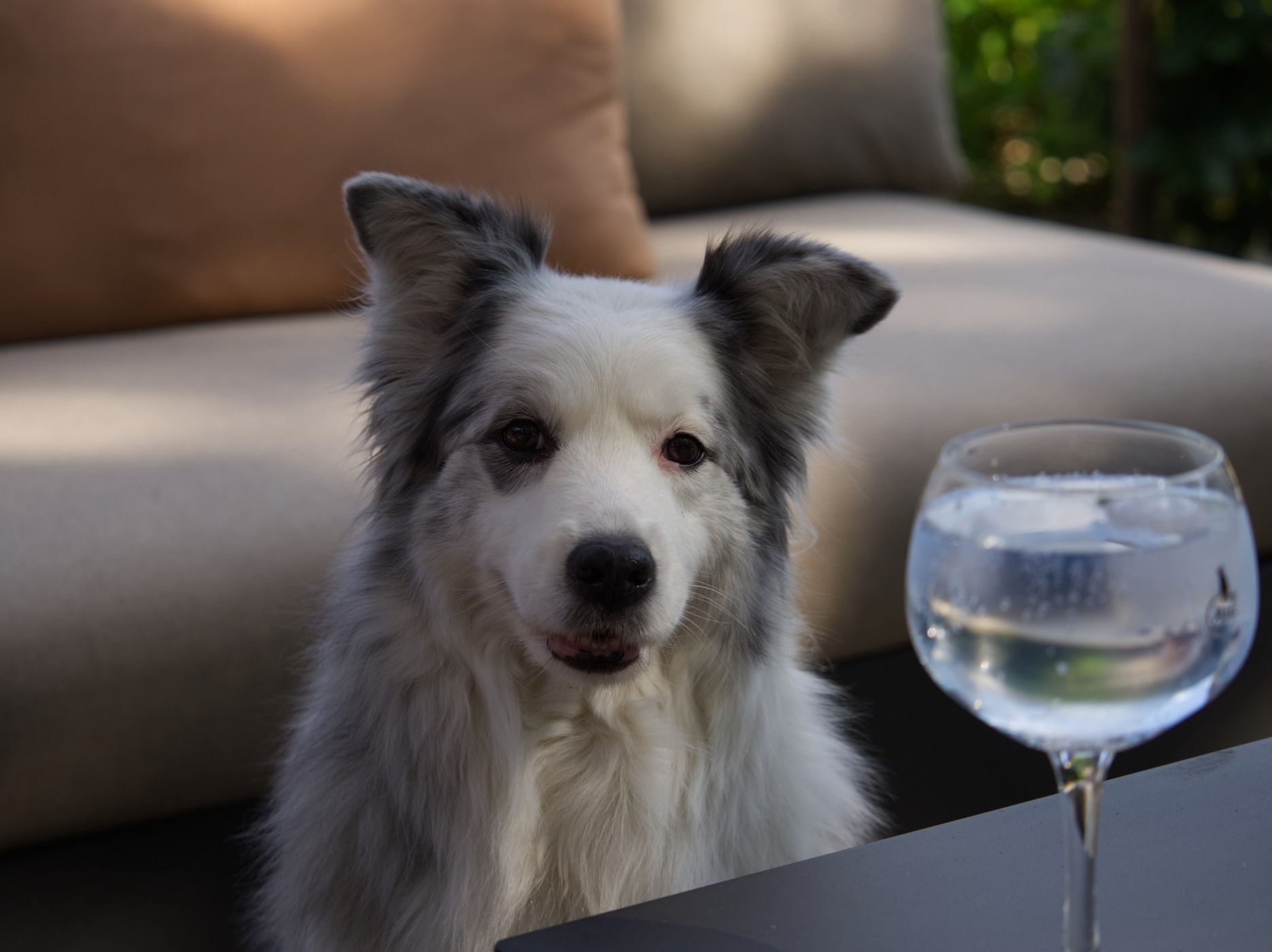 A Border Collie sitting on the floor while staring at the table on the table in front of him