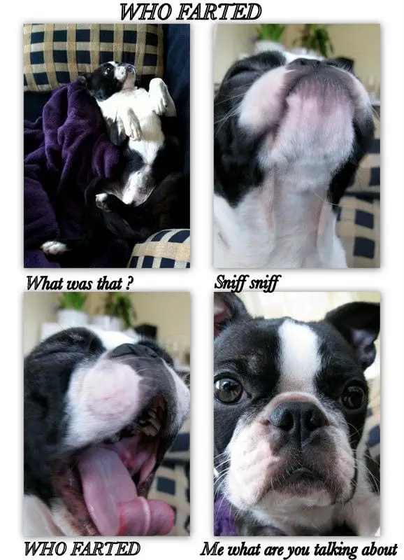 Boston Terrier Meme collage of who farted.