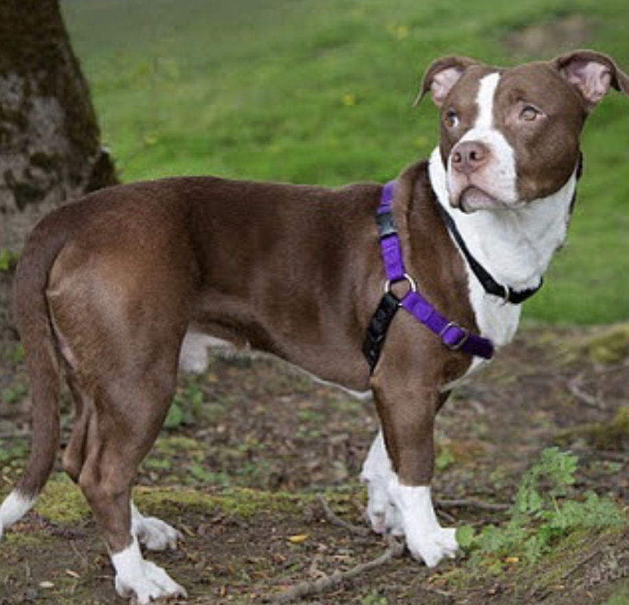 Basset Bull standing on the ground under the tree