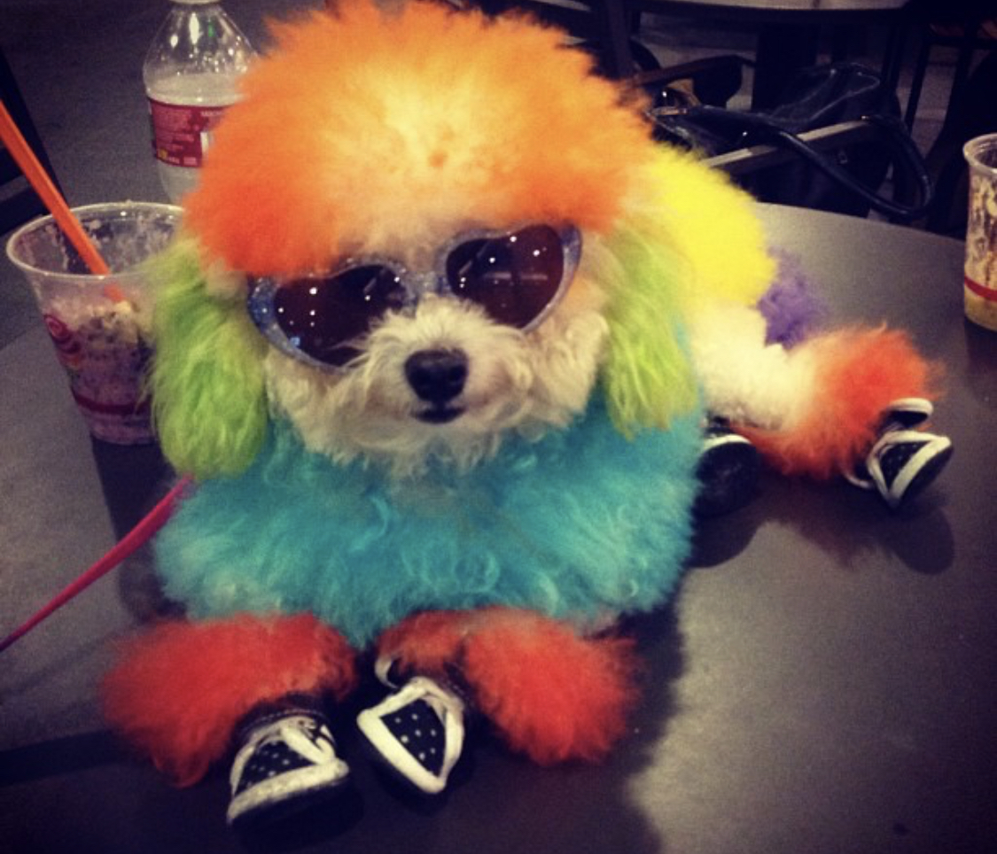 A Poodle with orange, blue, green, yellow, orange, and purple fur color lying on the table while wearing sunglasses
