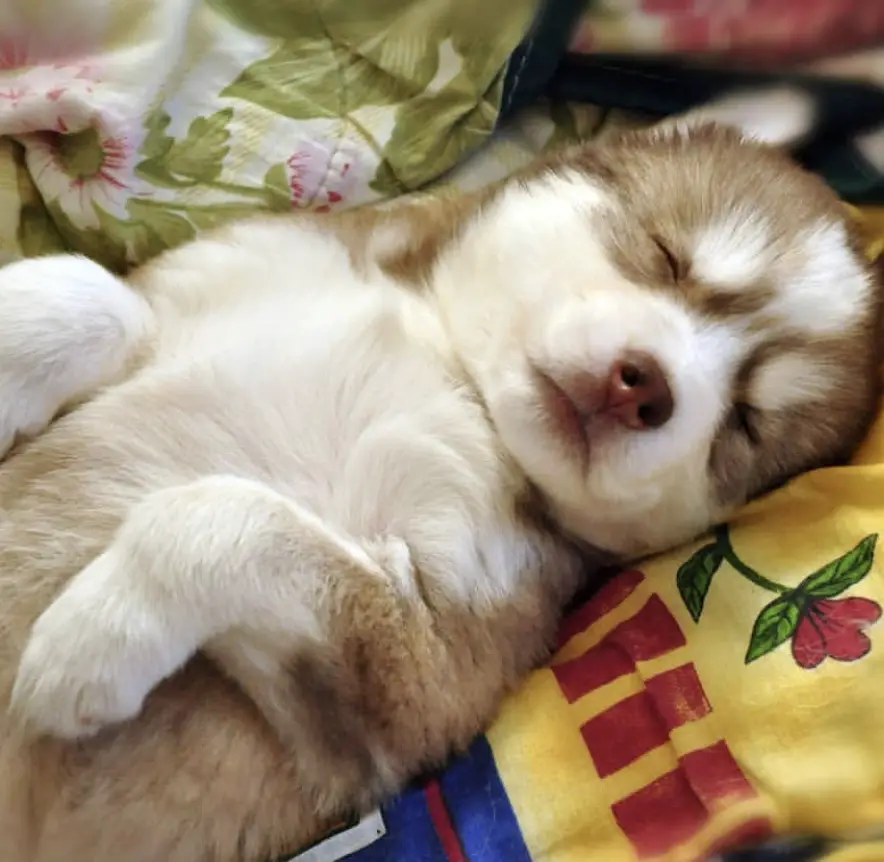 A Husky Puppy sleeping on the bed