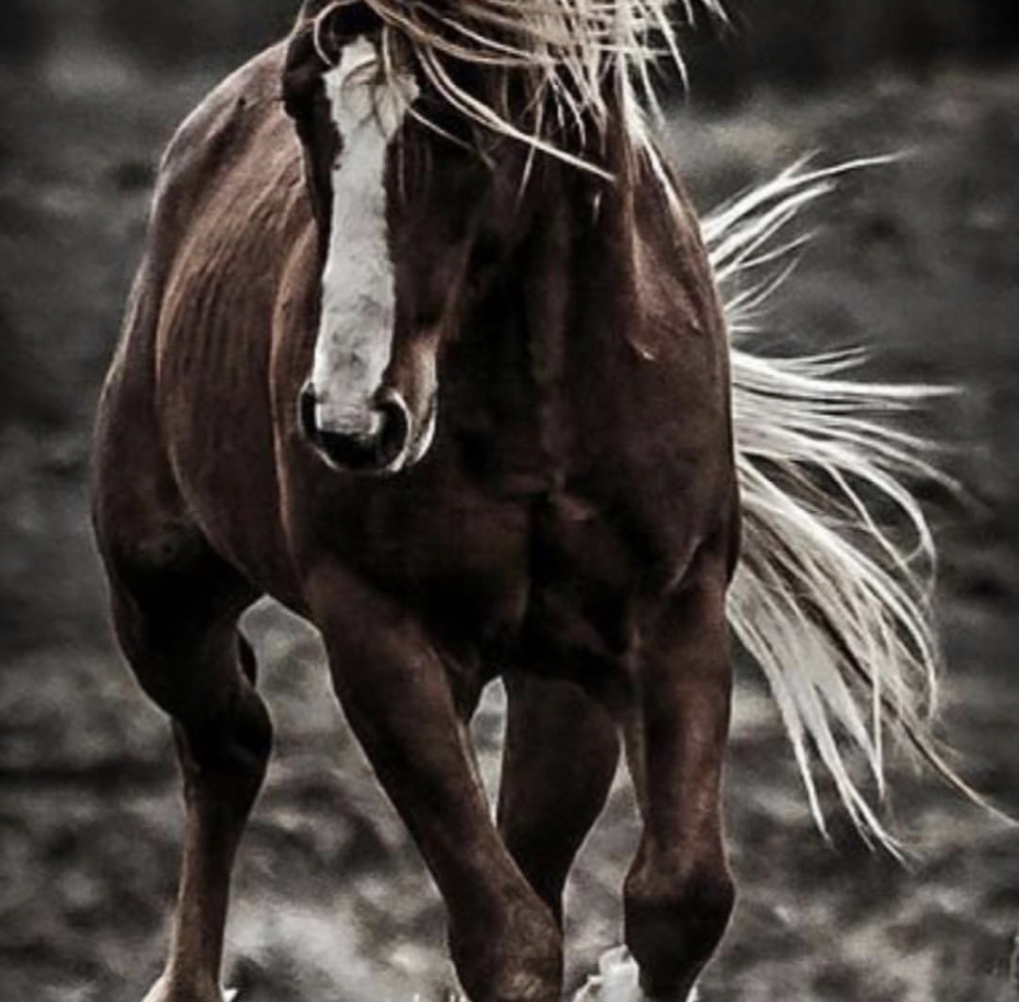 brown horse running in the field