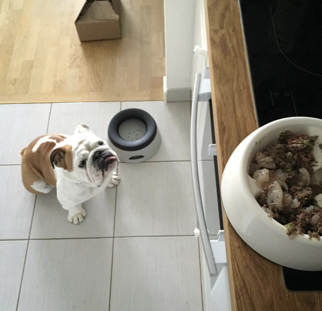 An English Bulldog sitting on the floor while staring at the food on top of the table