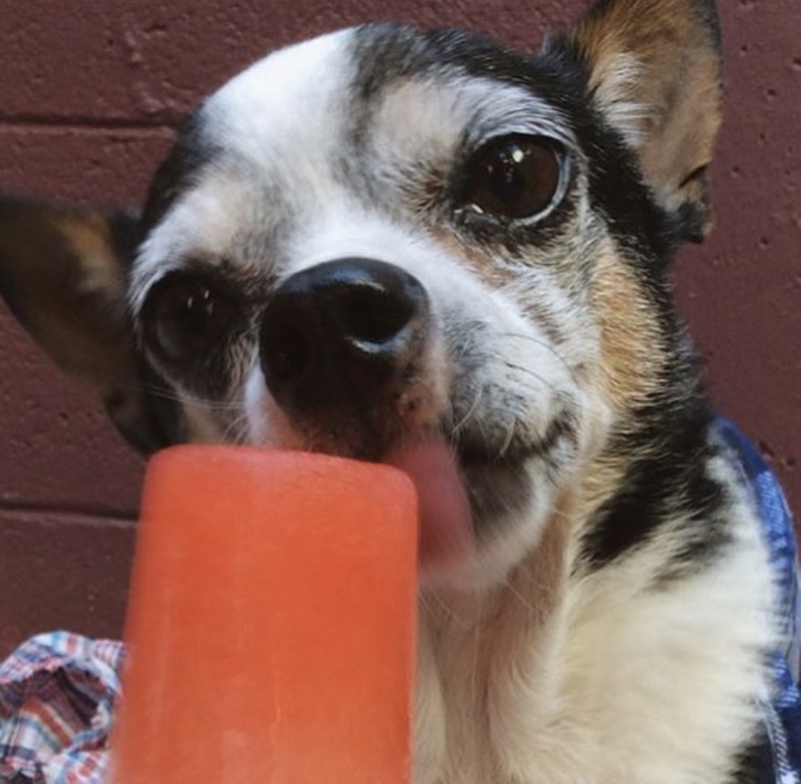 A Chihuahua licking popsicle