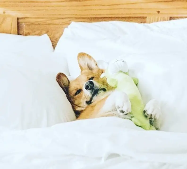 Corgi lying on the bed with it dinosaur stuffed toy