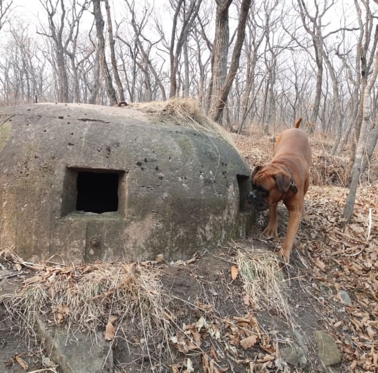 A boxer dog curiously looking at the structure in the forest