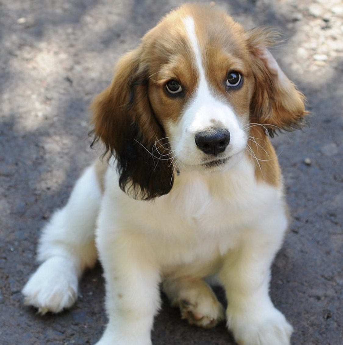 Basset Spaniel puppy sitting on a concrete with its adorable face