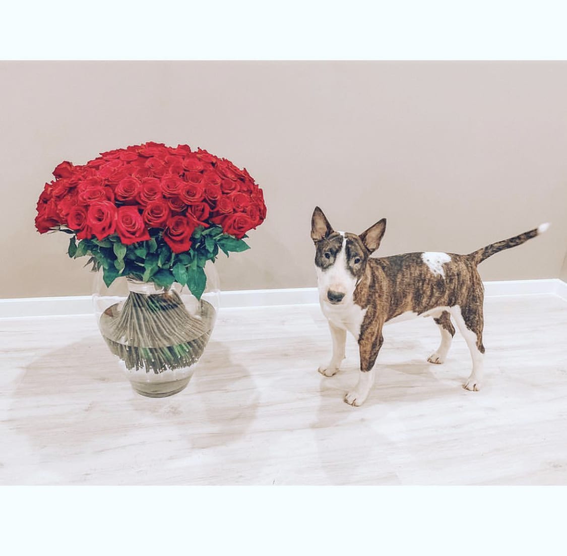 A Bull Terrier puppy standing on the table in front of a bunch of red roses on a vase