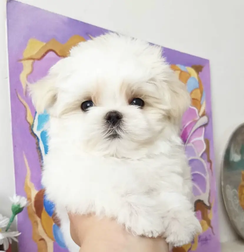 A cute Maltese in the hand of a person