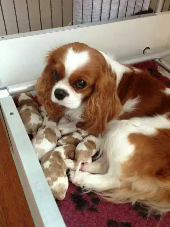 cavalier king charles spaniel with her new born puppies