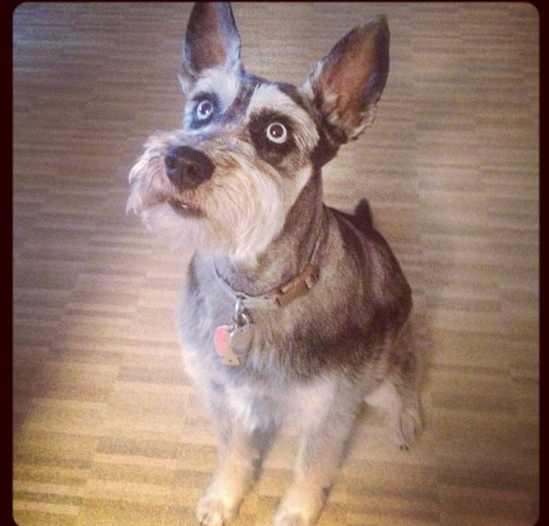 Husnauzer sitting on the floor with its begging face