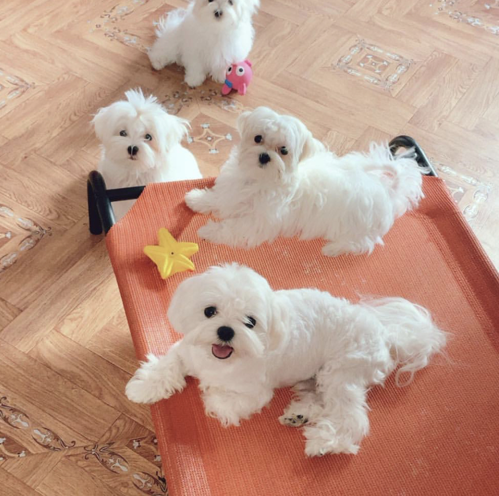 four Maltese dogs lying on top of their bed and sitting on the floor