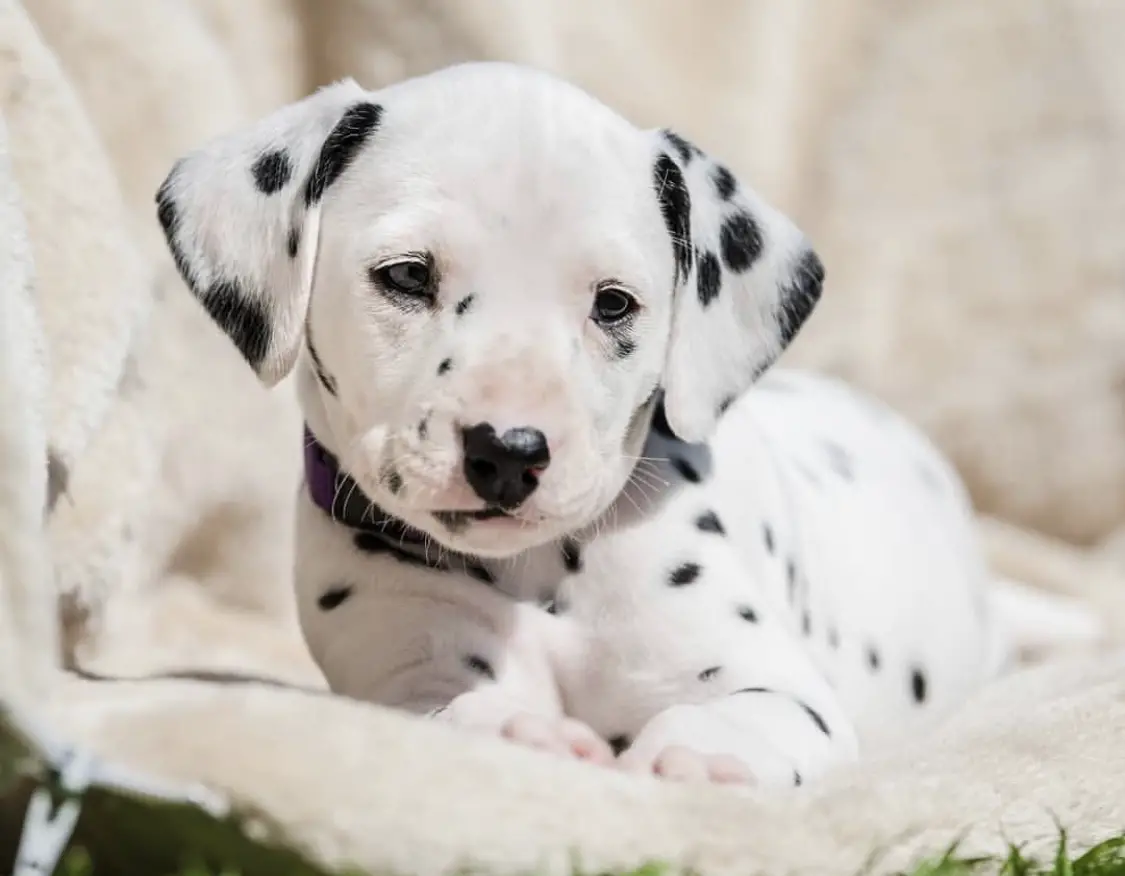 A Dalmatian puppy lying on the blanket in the garden under the sun