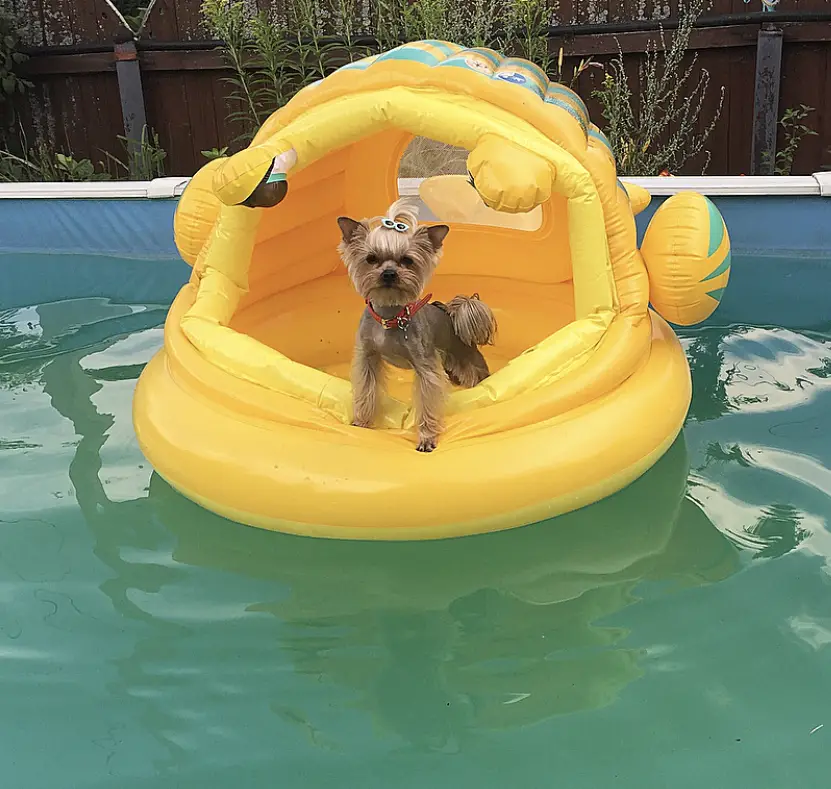Yorkshire Terrier standing inside the flounder float in the pool