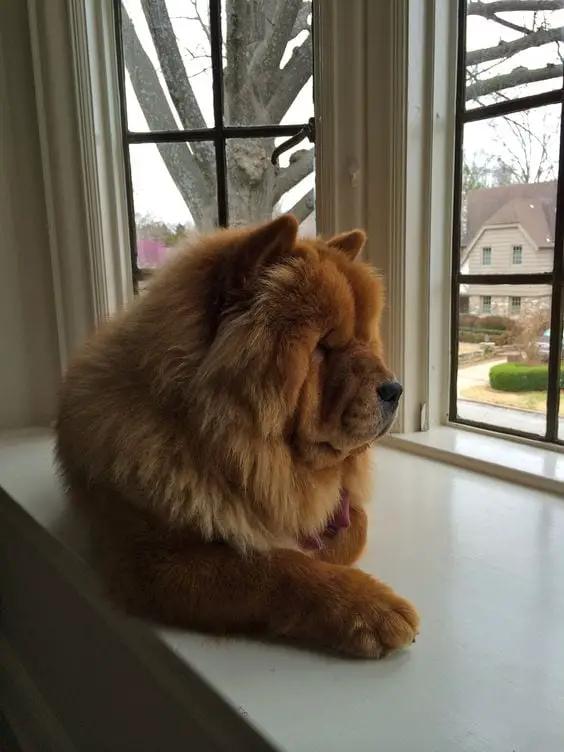 A Chow Chow lying by the window while staring outside