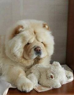 A Chow Chow lying on the floor with a stuffed toy in front of him