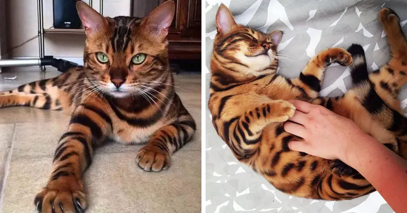 photos of a Bengal Cat lying down on the floor and being rubbed on the belly