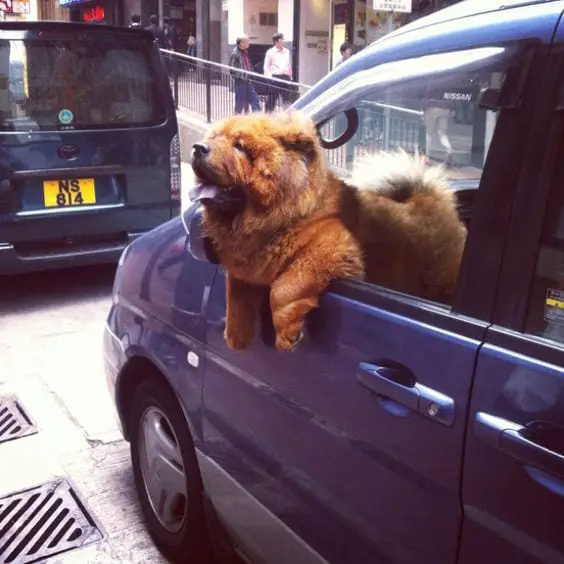 A Chow Chow in the driver's seat while leaning outside the window