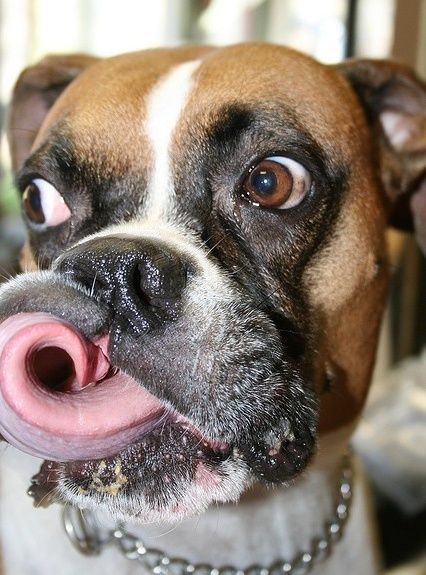 Boxer Dog licking its own teeth