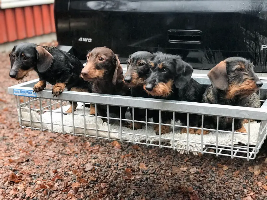 five Dachshund puppies inside a steel basket