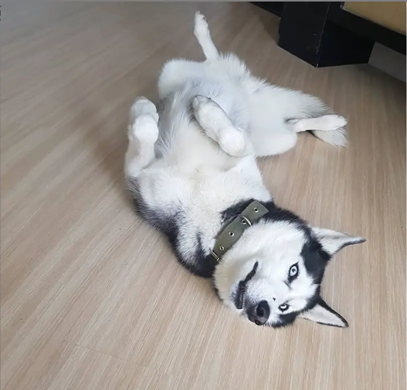 A Siberian Husky lying on the floor
