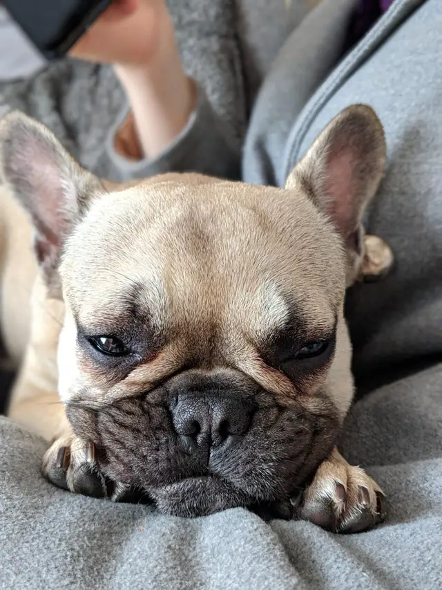 A tired French Bulldog lying on the couch with tis face on top of its two paws