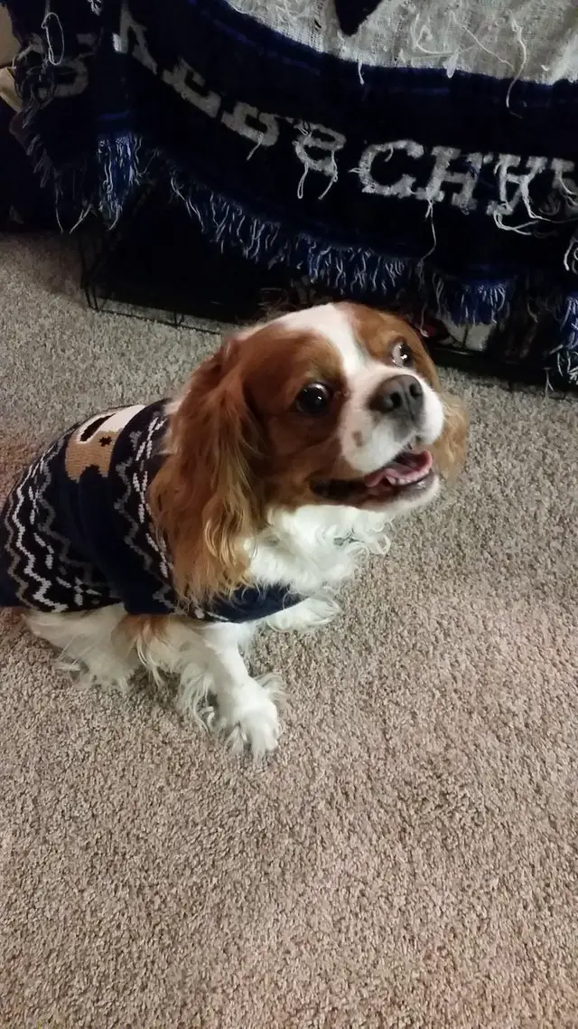 smiling Cavalier King Charles Spaniel while sitting on the floor