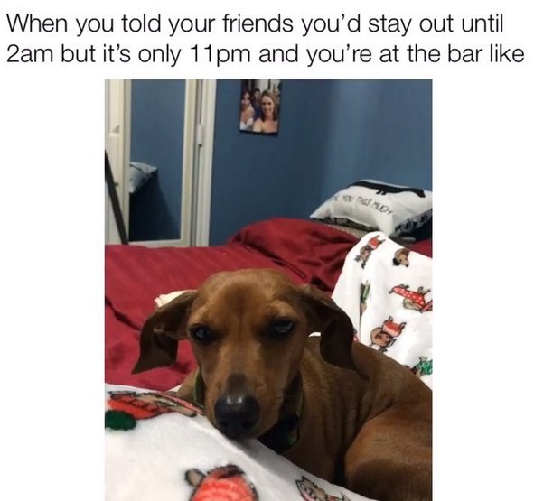 Dachshund curled up in bed with its sleepy face photo with caption 