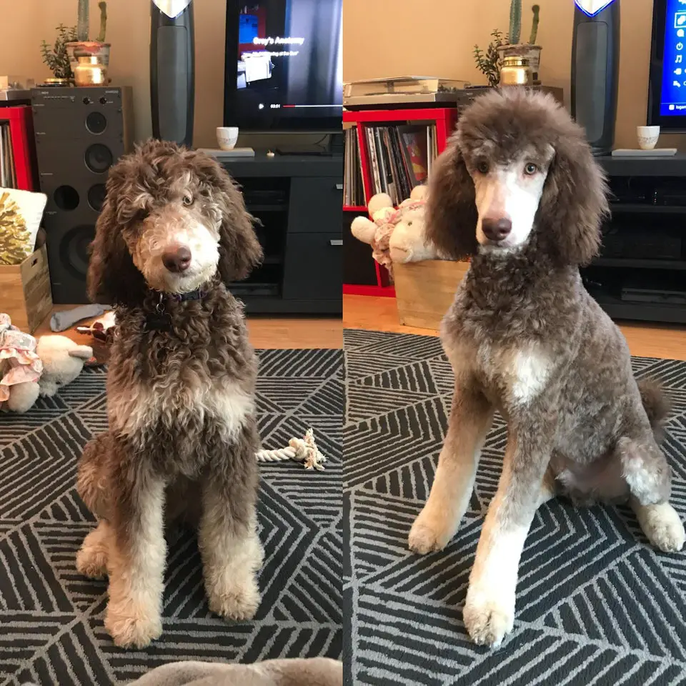 brown and white Poodle sitting on the carpet
