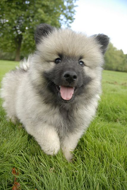 A Keeshonden puppy running in the field of grass