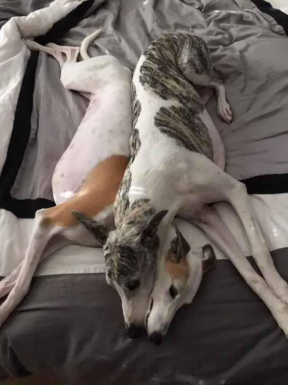 two Italian Greyhounds lying on the bed beside each other