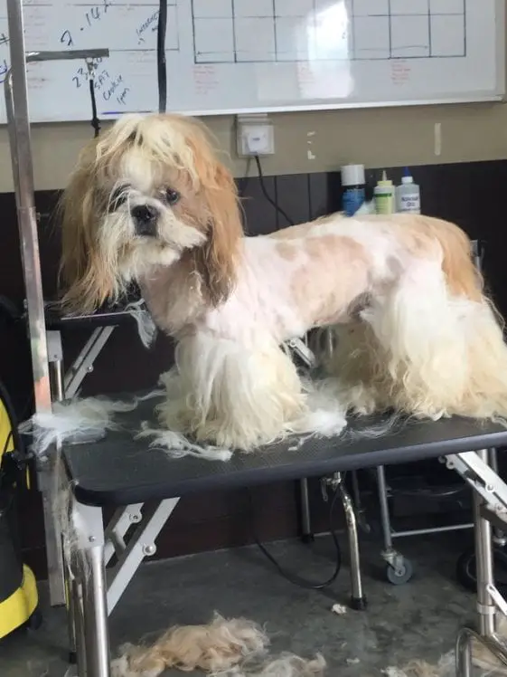 Shih tzu in a dog salon