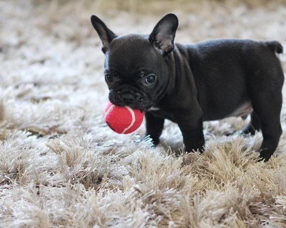 A black French Bulldog puppy standing on the carpet with a red ball in its mouth