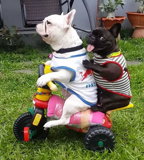 two French Bulldog riding a motor toy in the garden