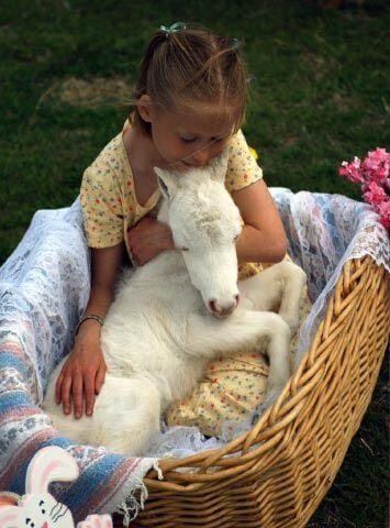 A little girl inside the basket with a white horse