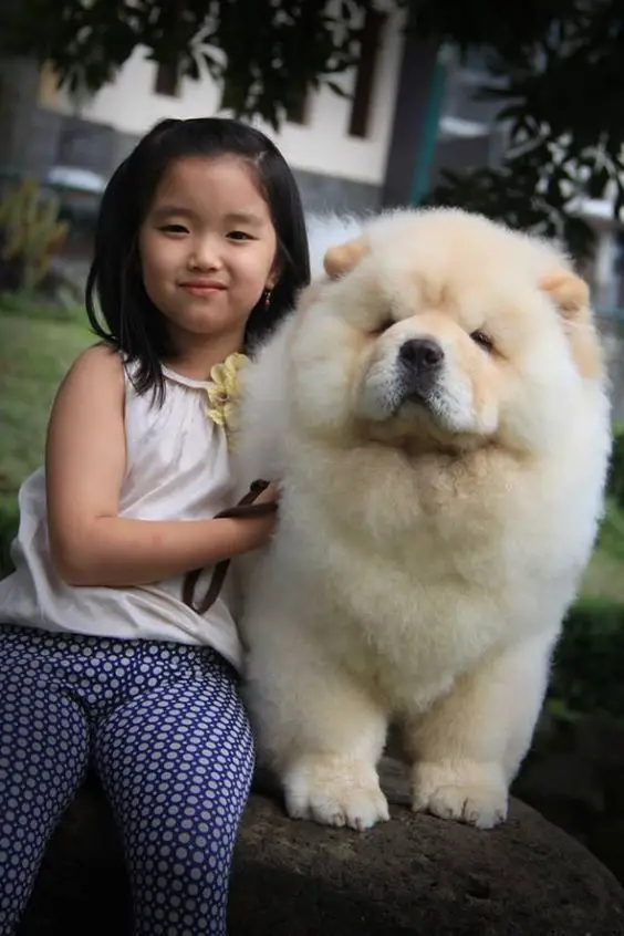 a young girl sitting on a big rock beside a fluffy Chow Chow