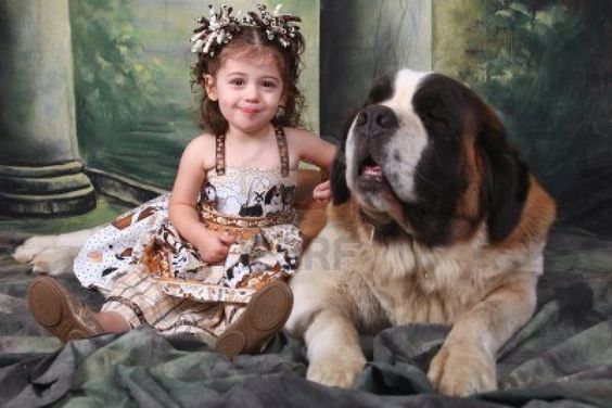 A Saint Bernard in a photoshoot with a young girl