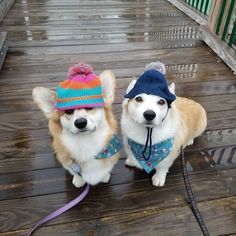 two Corgis earing beanies and scarf while taking a walk on a wooden floor