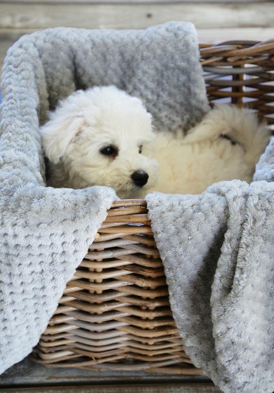 Bichon Frise inside its rattan basket