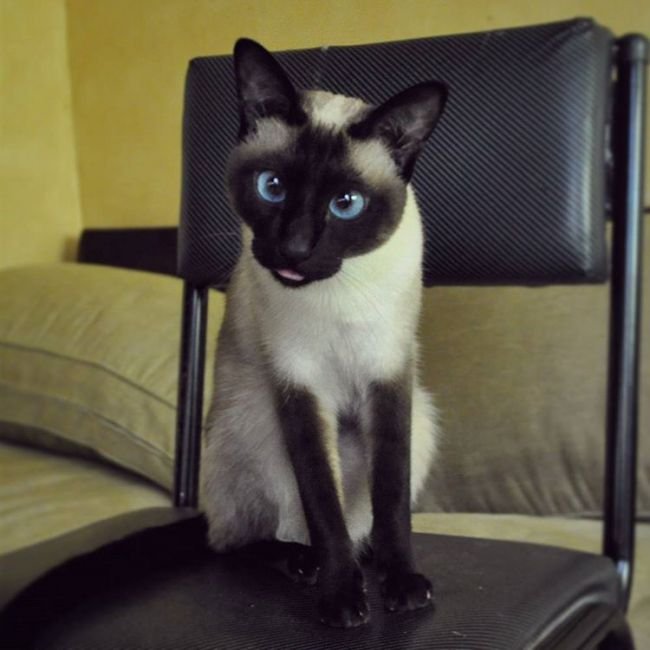 A Siamese Cat sitting on the chair while staring and showing its small tongue