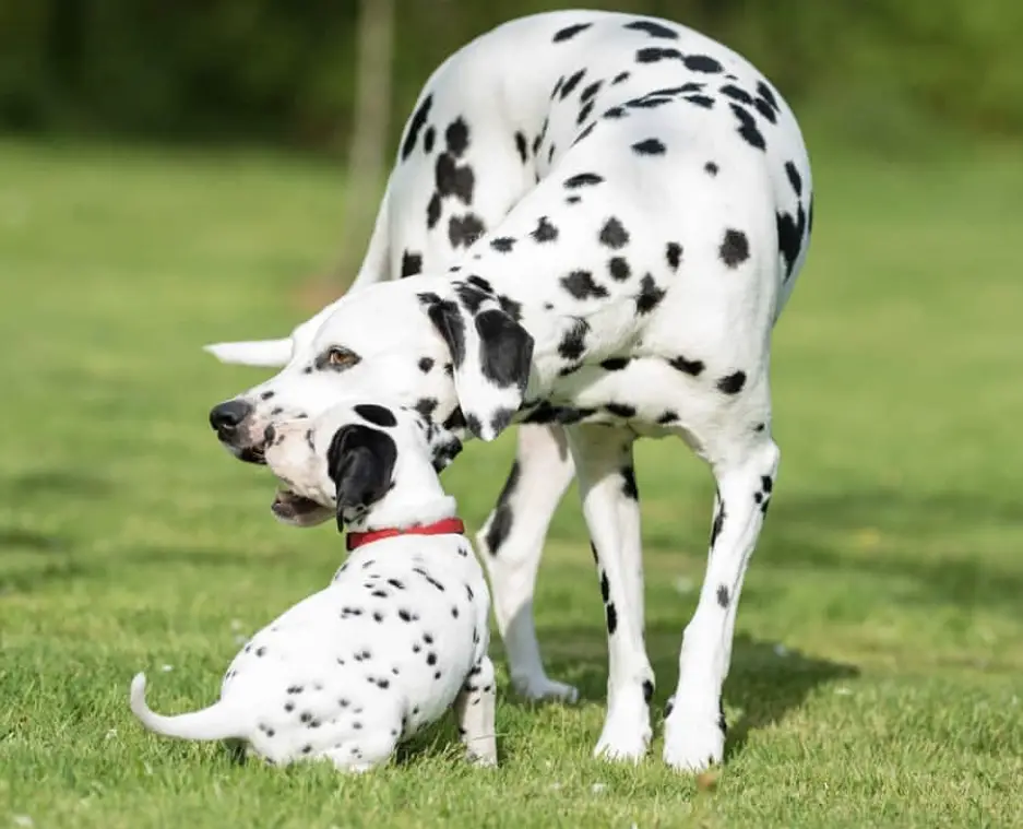 A Dalmatian puppy playing with a Dalmatian adult in the yard under the sun