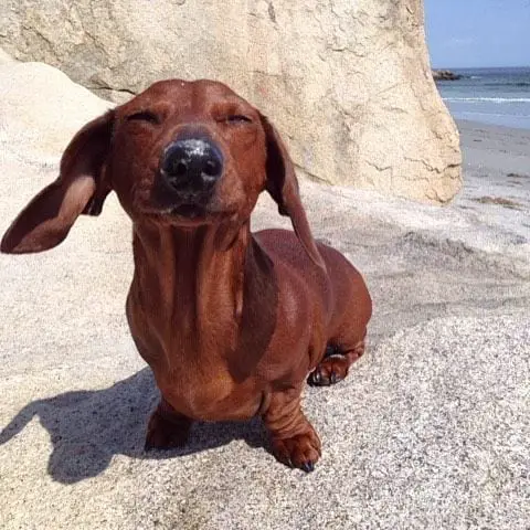 A Dachshund standing on the rock with its eyes close