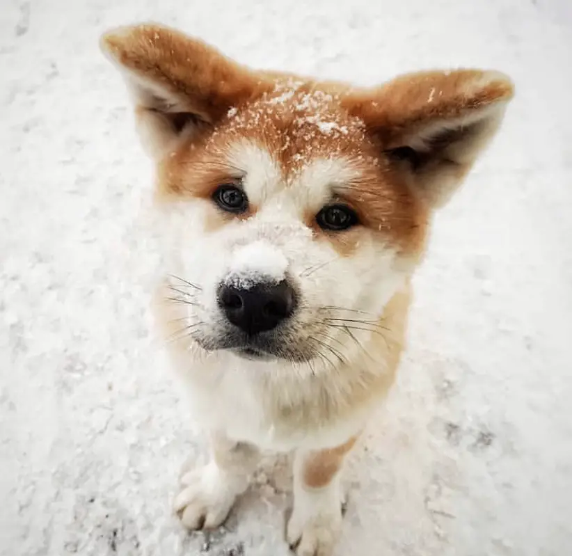 Akita Inu standing on snow outdoors in winter